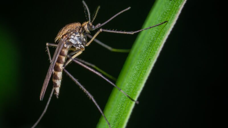 Skuteczna i przystępna cena – tanie lampy na komary dla Twojego spokoju
