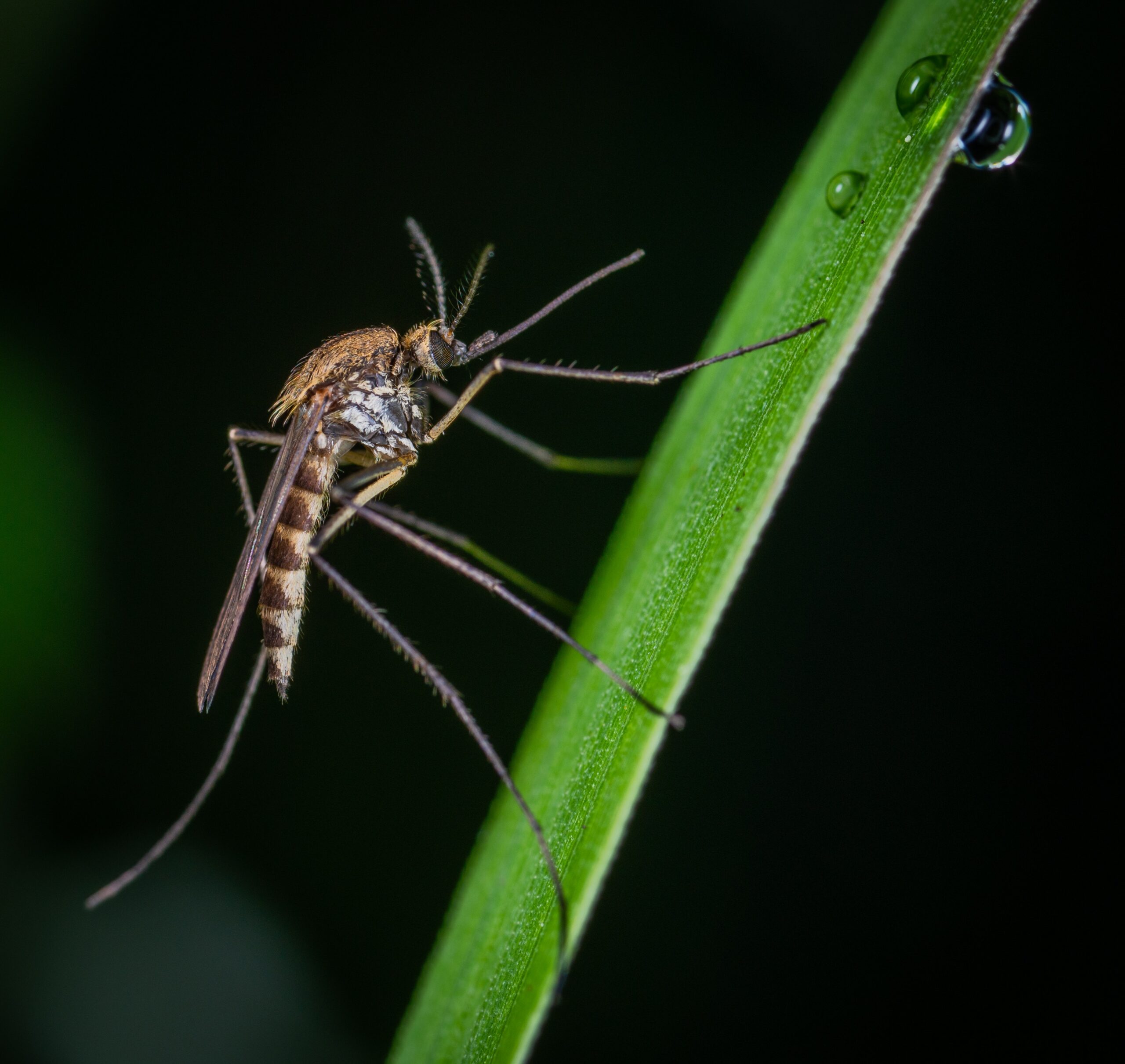 Skuteczna i przystępna cena – tanie lampy na komary dla Twojego spokoju